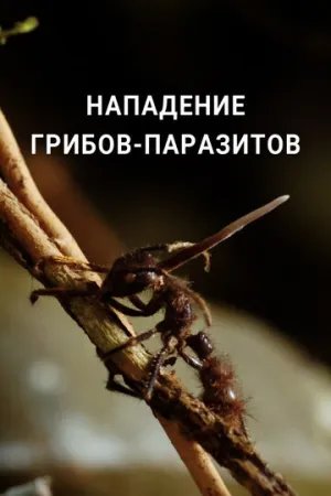 Нападение грибов-паразитов (2023)